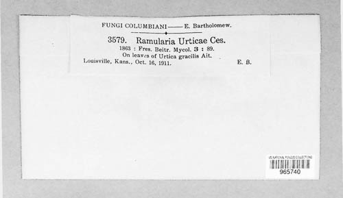 Ramularia urticae image